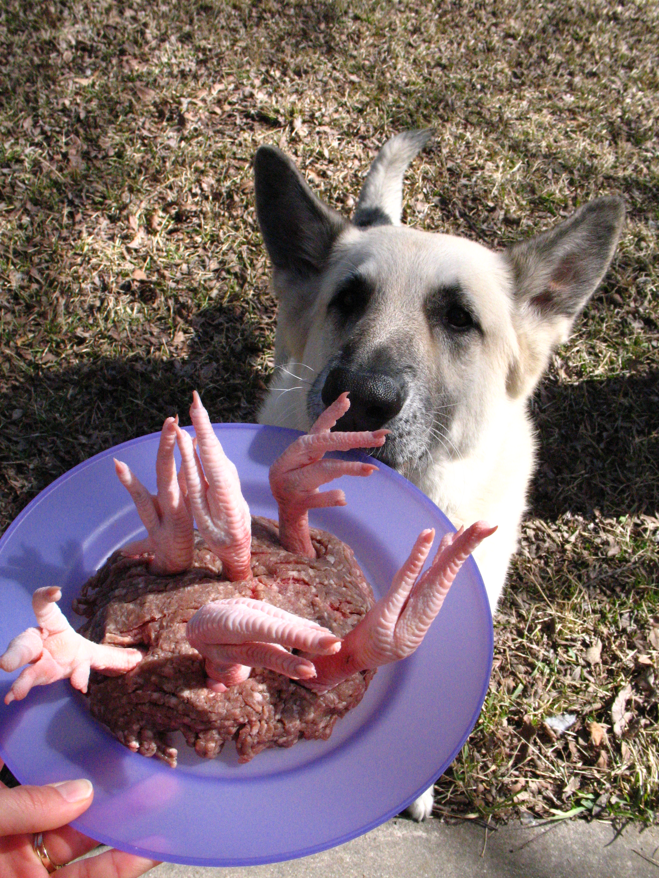 birthday cake for a dog; yes, it's chicken feet in raw beef