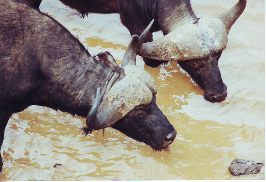 cute water buffalo