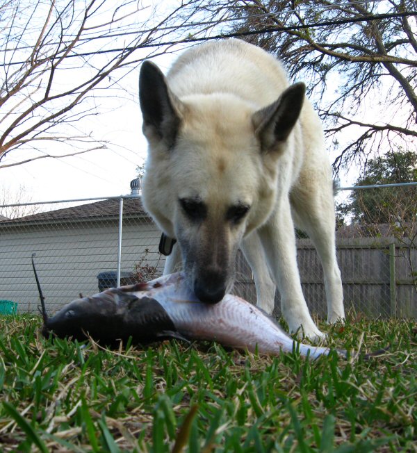Wolf Dog vs. Catfish: Wolf Dog wins